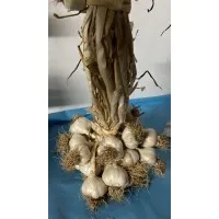 Taşköprü Sarımsağı Orta Boy 500 gr Taşköprü Sarımsağı Orta Boy 500 gr
