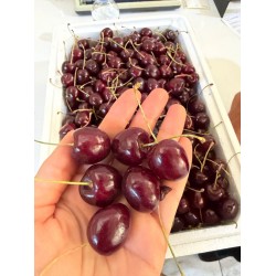 Malatya Dalbastı Kirazı Kargo Dahil 5 kg 
