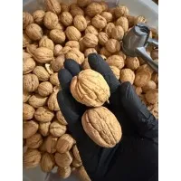 Yerli İnce Kabuk Elazığ Cevizi 10 Kg 